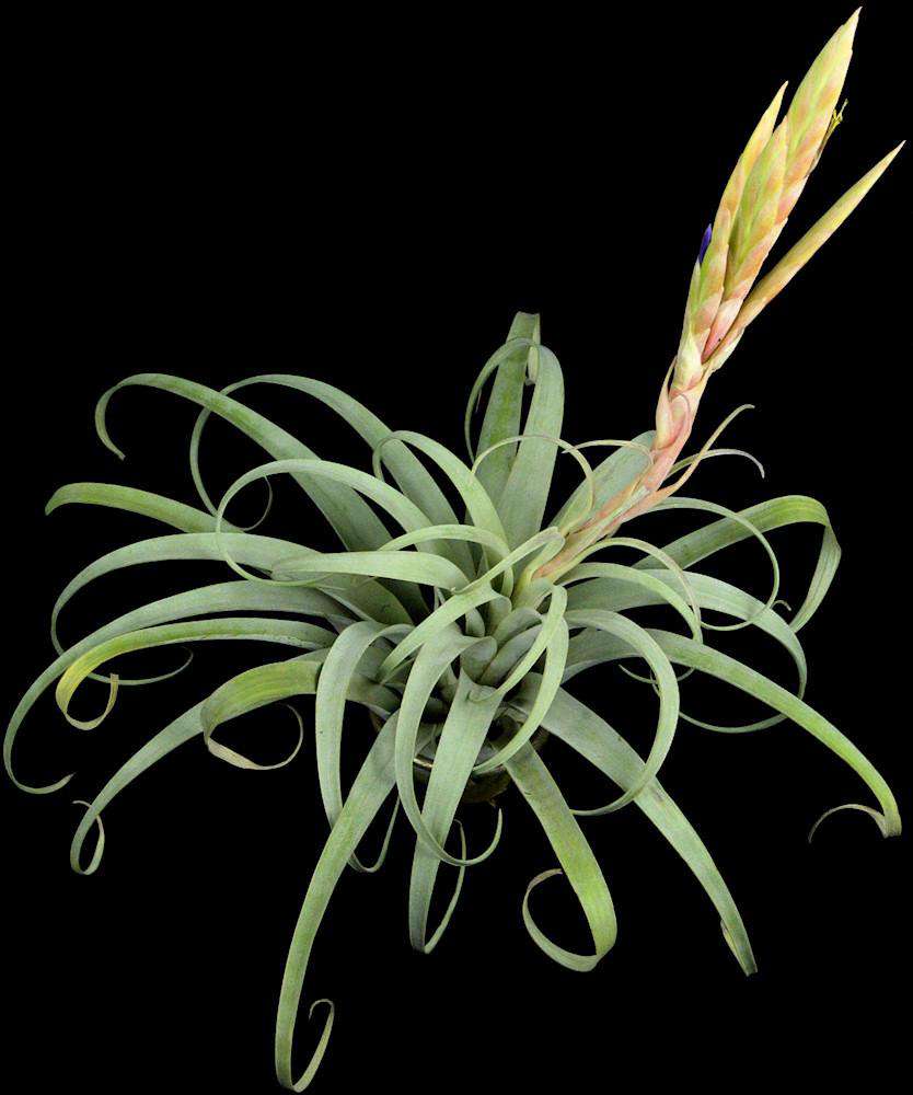Tillandsia zacapanensis – Tropiflora