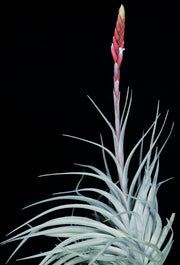 Tillandsia guelzii x