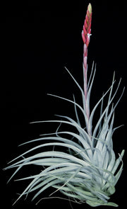 Tillandsia guelzii x