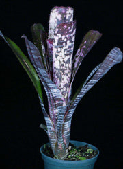 Billbergia 'Doohickey' - Tropiflora