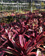 Neoregelia 'Red Avenger'