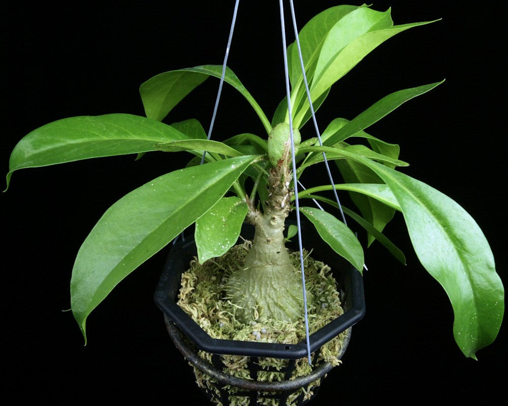 Myrmecodia tuberosa – Tropiflora