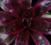 Neoregelia 'High Test' - Tropiflora