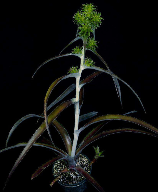 Orthophytum rubiginosum - Tropiflora