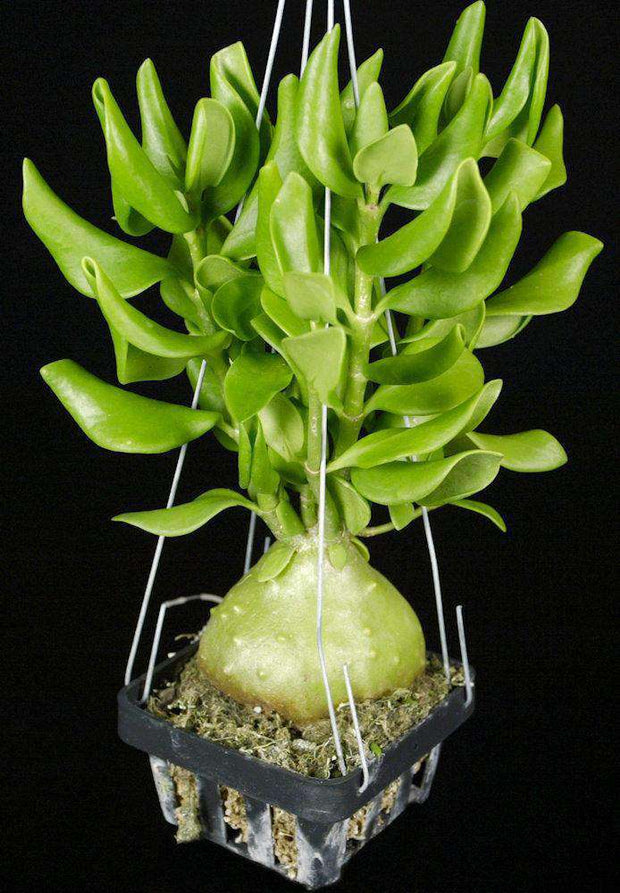Hydnophytum moseleyanum SEL1998-0077 - Tropiflora