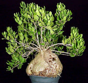 Hydnophytum moseleyanum SEL1998-0077 - Tropiflora