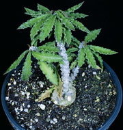 Euphorbia 'Greenhouse Hybrid'