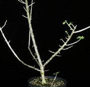 Euphorbia species nova Tanzania - Tropiflora