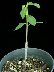 Euphorbia species nova Tanzania - Tropiflora