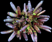Neoregelia 'Flashpoint' - Tropiflora