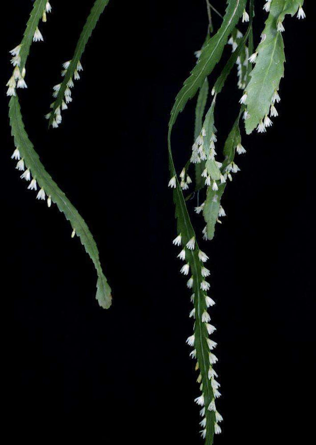 Lepismium houlletianum SEL77-2036 - Tropiflora