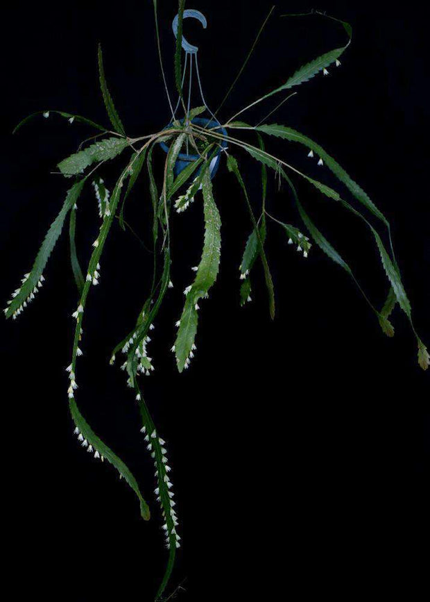 Lepismium houlletianum SEL77-2036 - Tropiflora