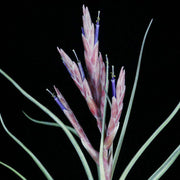 Tillandsia 'Kendra' - Tropiflora