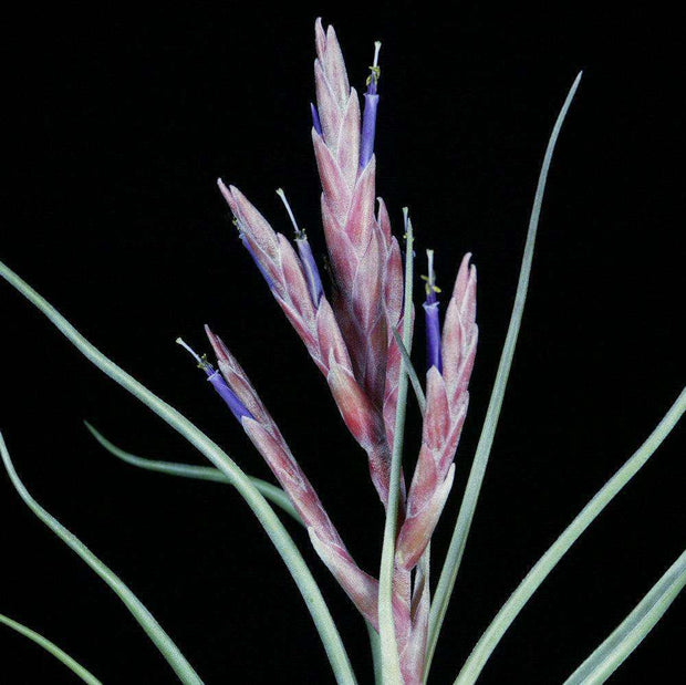 Tillandsia 'Kendra' - Tropiflora