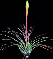 Tillandsia tricolor v. melanocrater SEL1985-0700 - Tropiflora