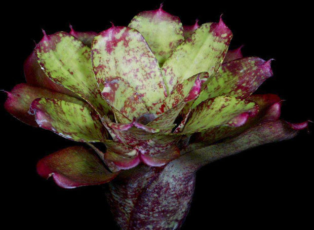 Neoregelia 'Gum Drop' - Tropiflora