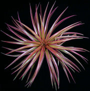 xSincoregelia 'Cosmic Blast' - Tropiflora