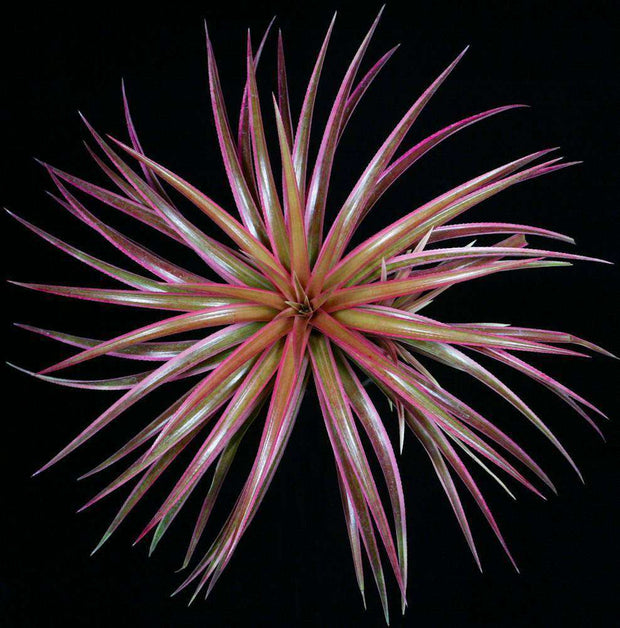 xSincoregelia 'Cosmic Blast' - Tropiflora