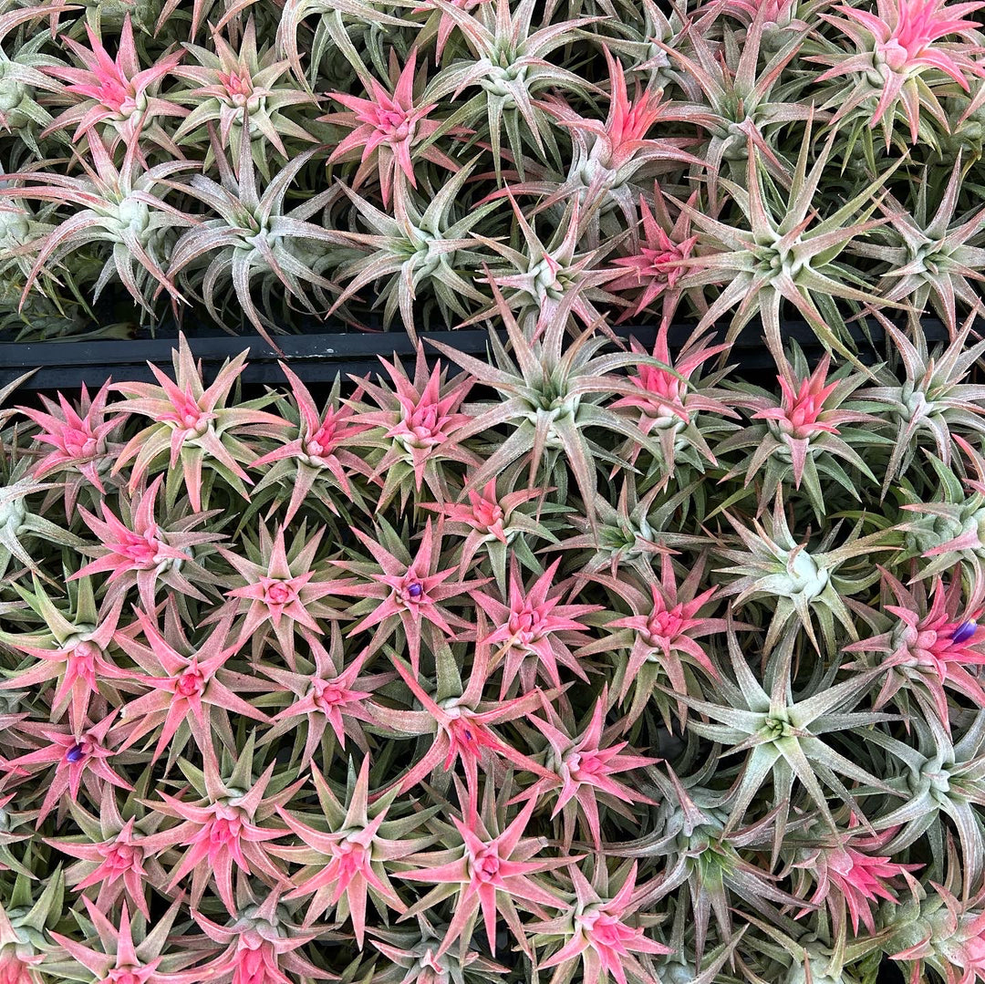 Tillandsia ionantha v. vanhyningii – Tropiflora