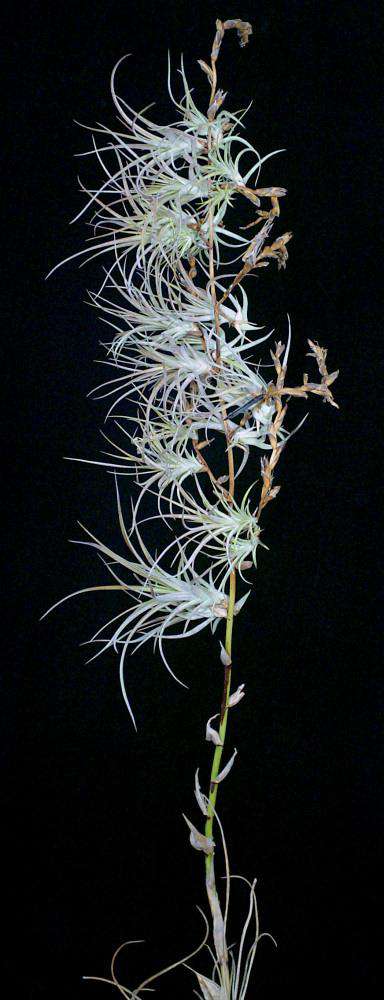 Tillandsia dasyliriifolia 'Proliferata' - Tropiflora