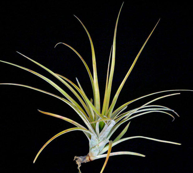 Tillandsia dasyliriifolia 'Proliferata' - Tropiflora
