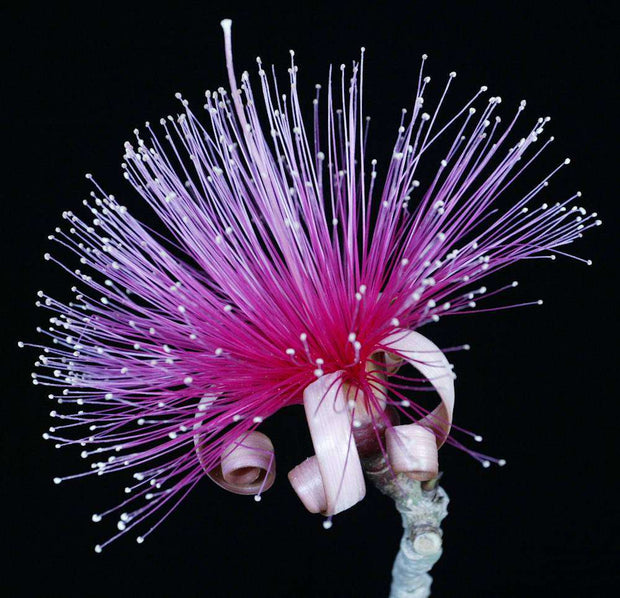 Pseudobombax ellipticum (Hot Pink Flowers) - Tropiflora