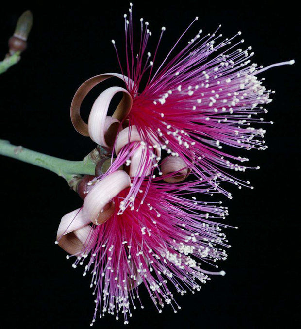 Pseudobombax ellipticum (Hot Pink Flowers) - Tropiflora