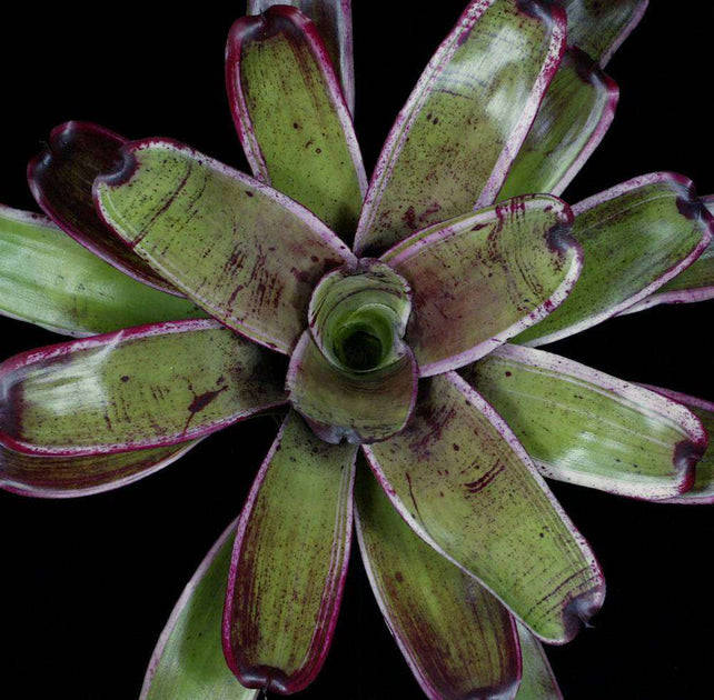 Neoregelia 'Razor's Edge' – Tropiflora
