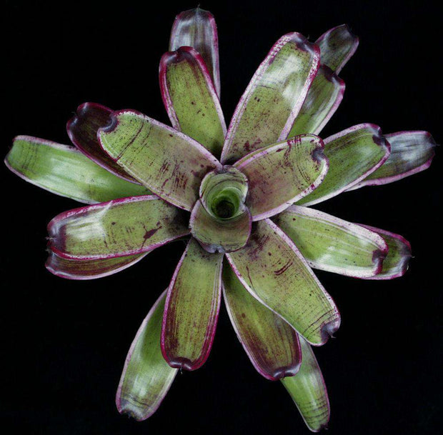 Neoregelia 'Razor's Edge' – Tropiflora