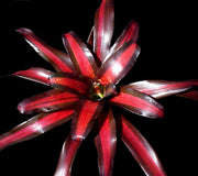 Neoregelia 'Pemiento' - Tropiflora