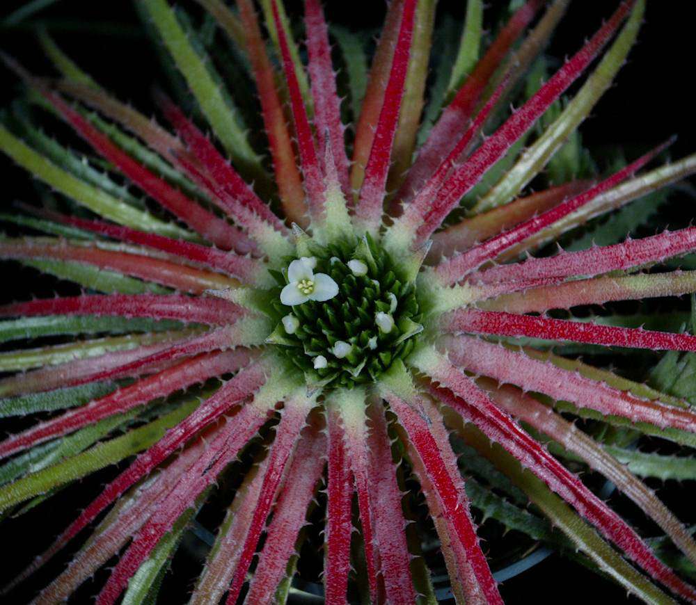 Sincoraea rafaelii シンコラエア　ラファエリー Sincoraea rafaelii – Tropiflora