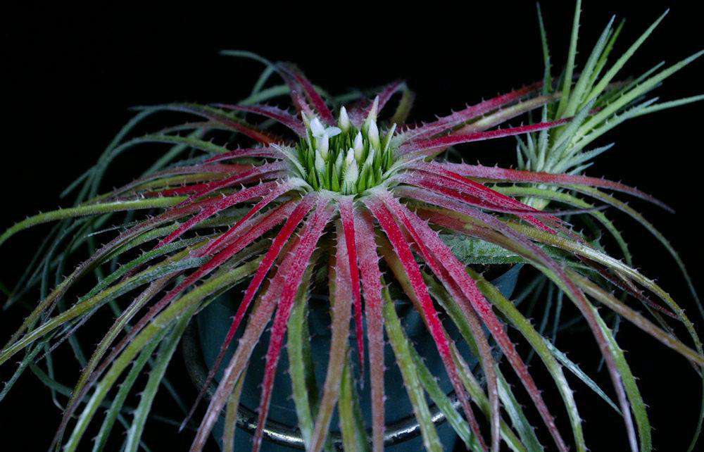 Sincoraea rafaelii – Tropiflora