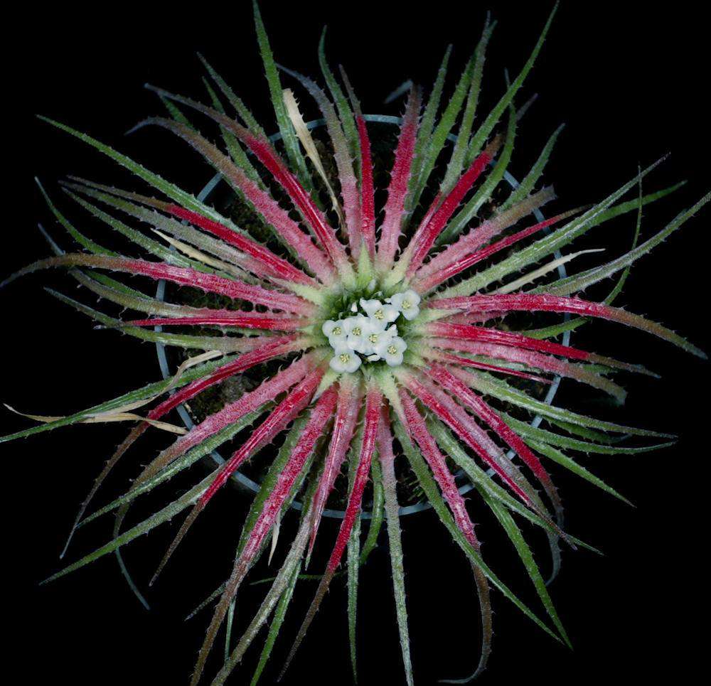 Sincoraea rafaelii – Tropiflora