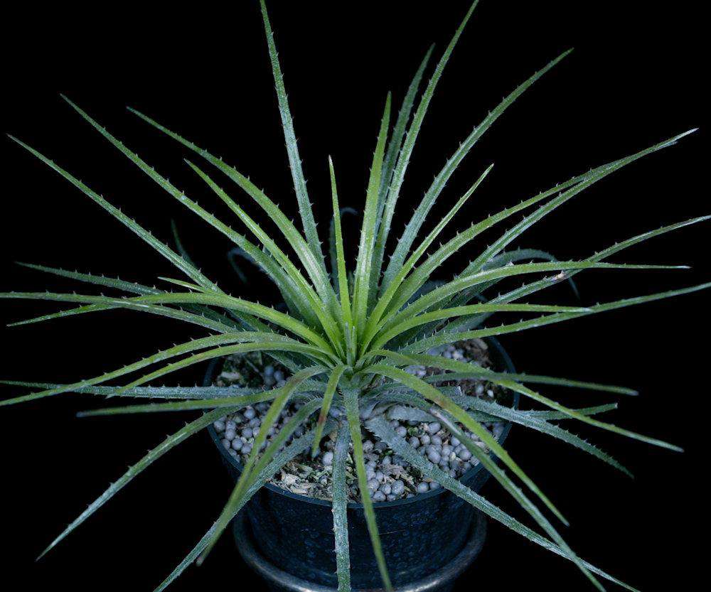 Sincoraea rafaelii – Tropiflora