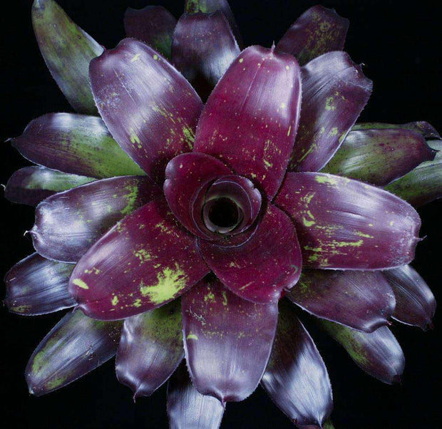 Neoregelia 'Argosy' - Tropiflora