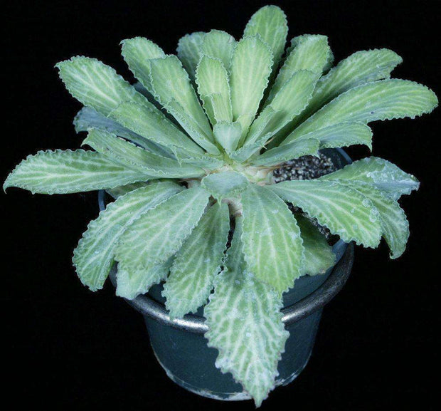 Euphorbia venefica - Tropiflora