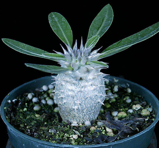 Pachypodium densiflorum nova - Tropiflora