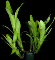 Aechmea nudicaulis v. aequalis clone #2