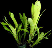 Aechmea nudicaulis v. aequalis clone #2