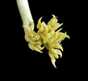 Decaryia madagascariensis - Tropiflora