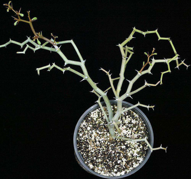 Decaryia madagascariensis - Tropiflora