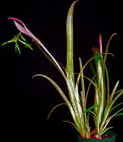 Billbergia distachia maculata