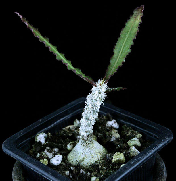 Euphorbia suzannae-marnierae - Tropiflora