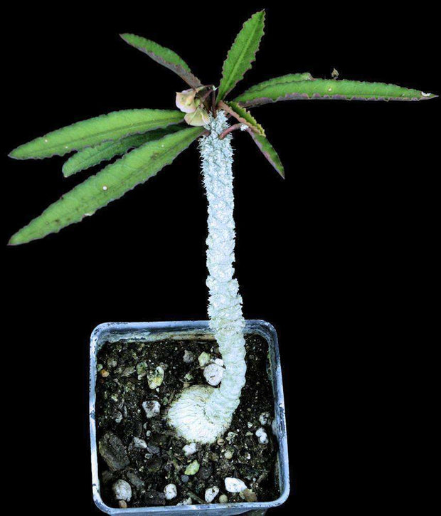Euphorbia suzannae-marnierae - Tropiflora