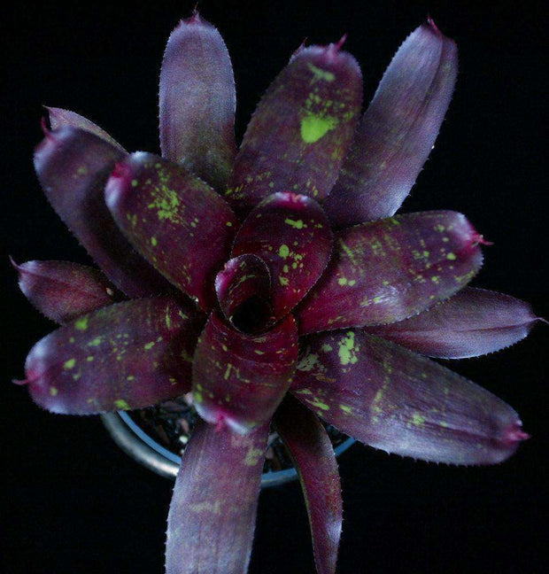 Neoregelia 'Black Tracker' - Tropiflora