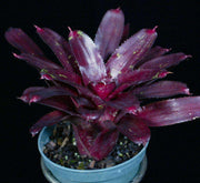 Neoregelia 'Black Tracker' - Tropiflora