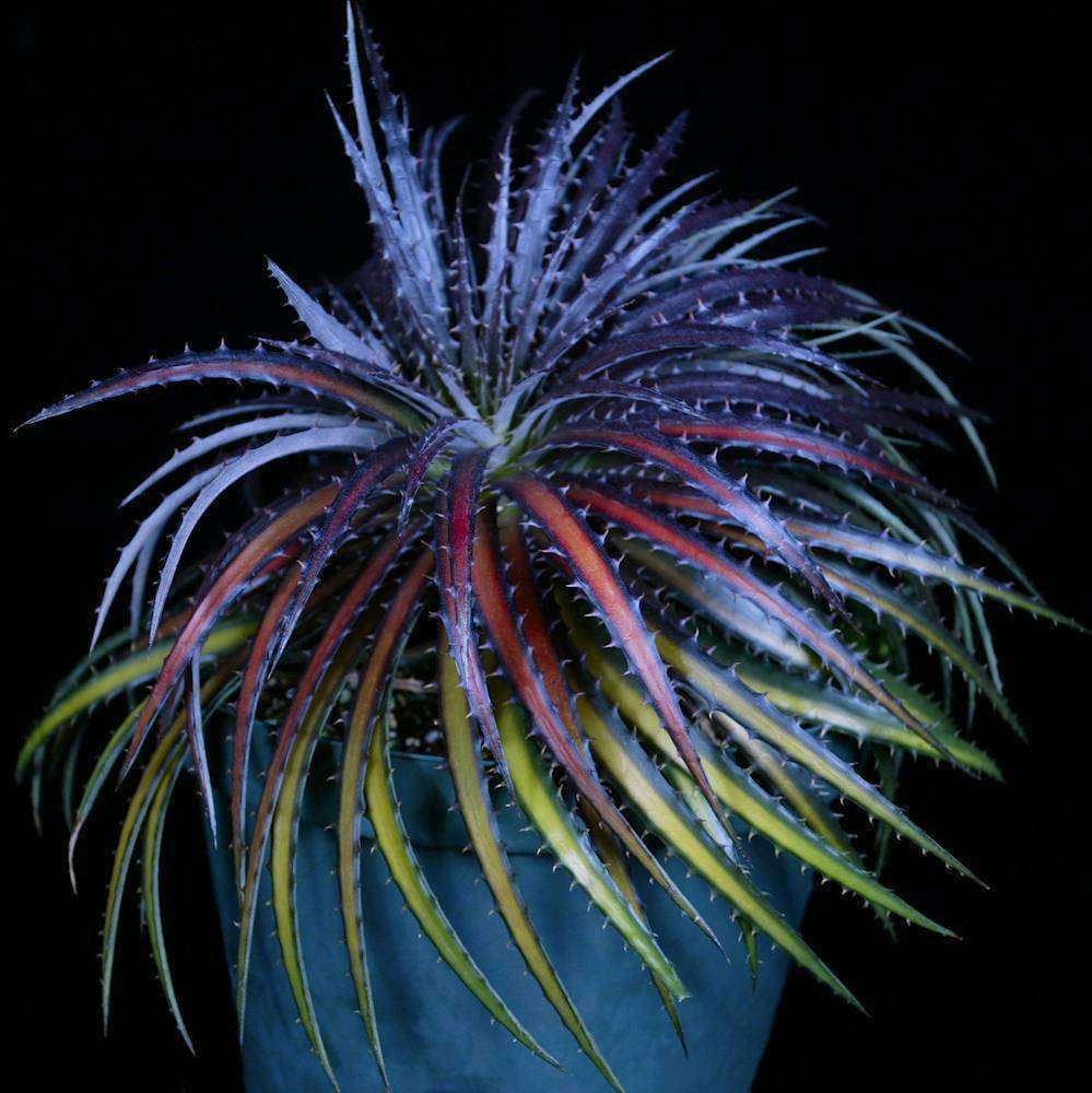 Dyckia 'Dakota' – Tropiflora