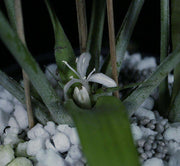 Cryptanthus teretifolius  SEL 2000-0119
