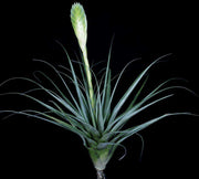 Tillandsia lampropoda - Tropiflora