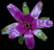 Neoregelia 'Romance'